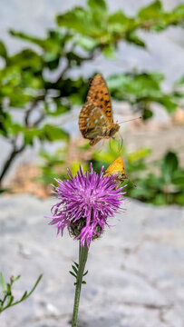 range butterfly flying above a pink wildflower on Cola de Caballo trail in Ordesa.