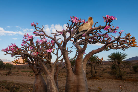 Egyptian Vulture perched in a Bottle tree on a background of mountain scenery on the Island of Socotra, Yemen