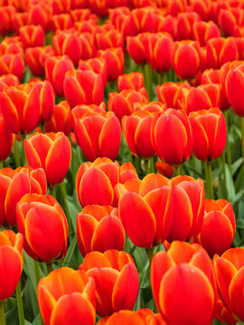 A vivid mass of red orange tulips blooms across Dutch bulbfields in the Netherlands with bright spring color