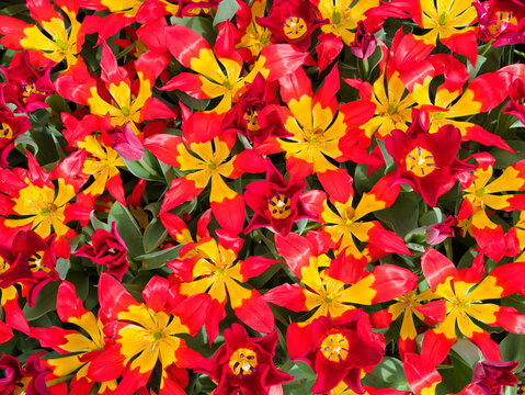 Bright red and yellow tulips create a bold floral pattern in Dutch bulbfields in the Netherlands