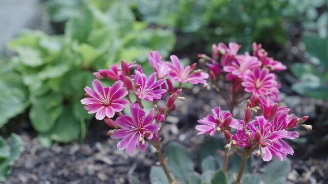 Pink Lewisia exotic flower. Natural Lewisia flower plant. Flora nature. Bright blooming flower in nature. Lewisia flower. Flowering nature closeup. Macro photography of flowering plant