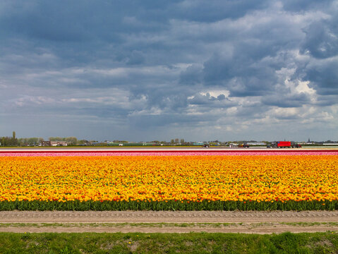 Bright yellow and pink tulip fields bloom across the Netherlands beneath a dramatic spring sky