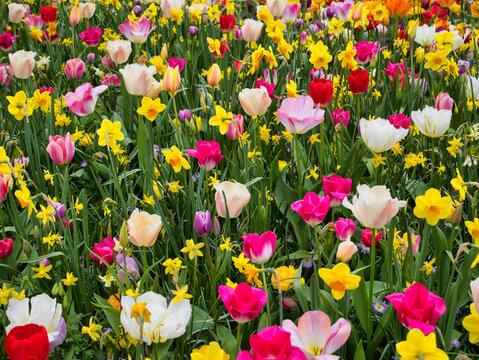 Bright tulips and golden daffodils bloom in a vibrant spring flower field in the Netherlands
