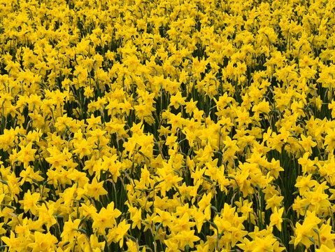 A dense field of bright yellow daffodils blooms across Dutch bulbfields in the Netherlands creating a cheerful spring floral background