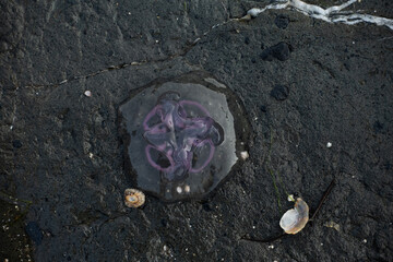 Moon jellyfish resting on dark, wet rock with a small seashell nearby © Pavlo