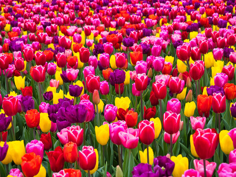 Vivid multicolored tulips bloom across Dutch bulbfields in the Netherlands creating a joyful spring floral background