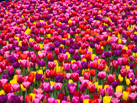 Bright red pink purple and yellow tulips bloom in dense Dutch bulbfields in the Netherlands during spring