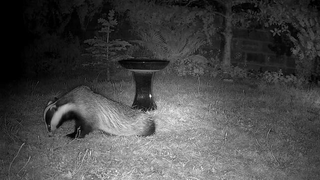 Wild European Badger Exploring a Peaceful Cottage Garden at Night