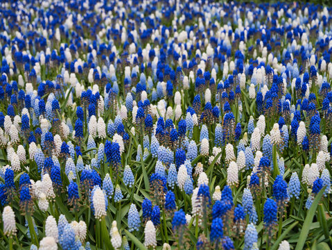 Dense blue and white grape hyacinths bloom across Dutch bulbfields in the Netherlands during spring