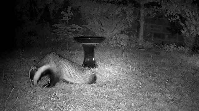 Wild European Badger Exploring a Peaceful Cottage Garden at Night