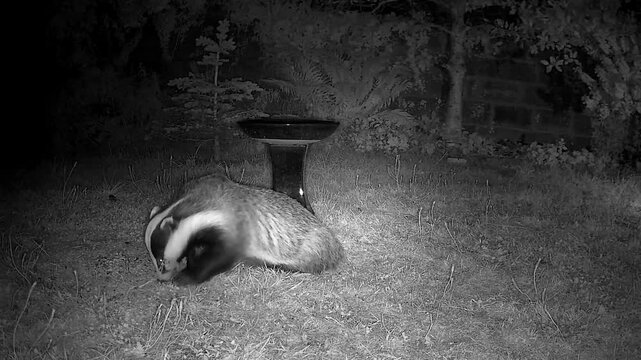 Wild European Badger Exploring a Peaceful Cottage Garden at Night