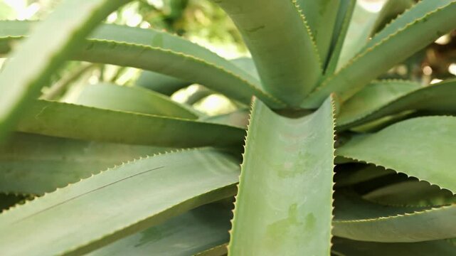 Close-Up Aloe Vera Plant Leaves Texture Green Succulent for Natural Skincare and Healing