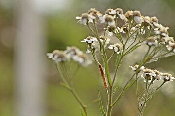 Blattwespenlarve (Tenthredinidae) an Sumpf-Schafgarbe (Achillea ptarmica) © Schmutzler-Schaub
