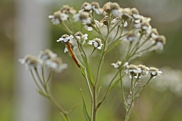 Blattwespenlarve (Tenthredinidae) an Sumpf-Schafgarbe (Achillea ptarmica) © Schmutzler-Schaub