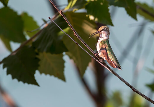 Juvenile Ruby-throated Hummingbird with Beak Open