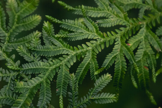 Beautiful wild Selaginella spikemoss leaves growing naturally on the tropical forest floor