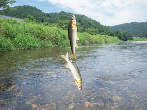 鮎の友釣り