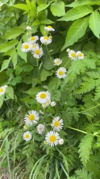 Daisy fleabane erigeron annuus blooming in a natural green garden environment during summer.