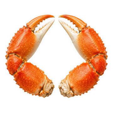 Two cooked crab claws isolated on transparent background