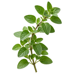 Fototapeta premium Fresh Green Oregano Herb Stem Isolated on Transparent Background