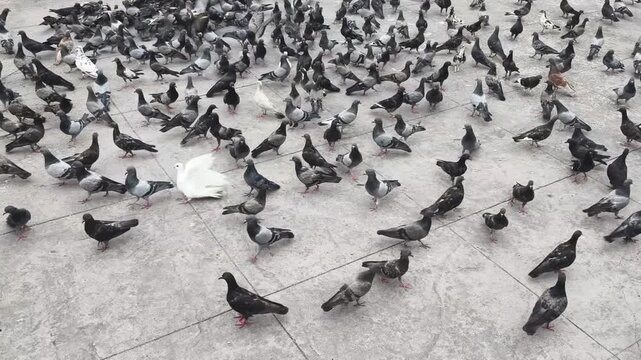 A large flock of pigeons gathering and walking on a concrete ground in a city square