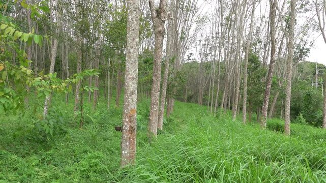 Hevea plantation during the winter season. Mountainous Thailand