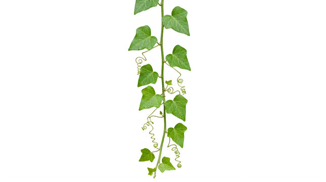 Green ivy plant vine with decorative swirls isolated on transparent background transparent background