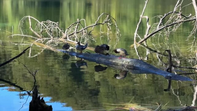 Plitvica Selo, Croatia - October 06, 2025: Plitvice Lakes National Park. Group of ducks resting on a log over calm water with reflections and branches in serene natural setting
