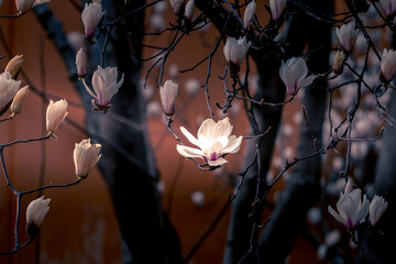 Backlit white yulan magnolia flowers on bare branches, warm bokeh wall background artistic horizontal floral photography © YongQin