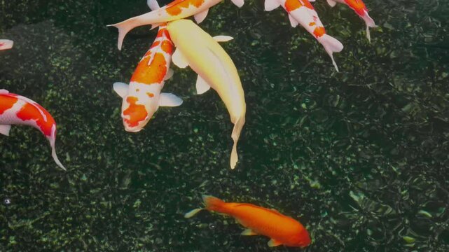 Colorful Koi Fish Swimming in Dark Water &ndash; Ornamental Pond Scene