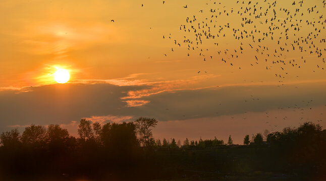 Vogelschwarm im Abendrot