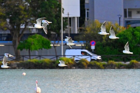 Flock of black-headed gulls in flight over the salt flats of Calpe, Spain