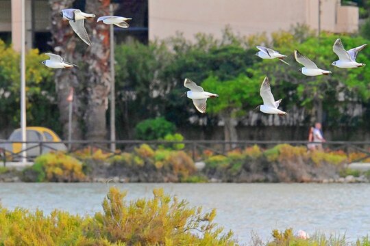 Flock of black-headed gulls in flight over the salt flats of Calpe, Spain