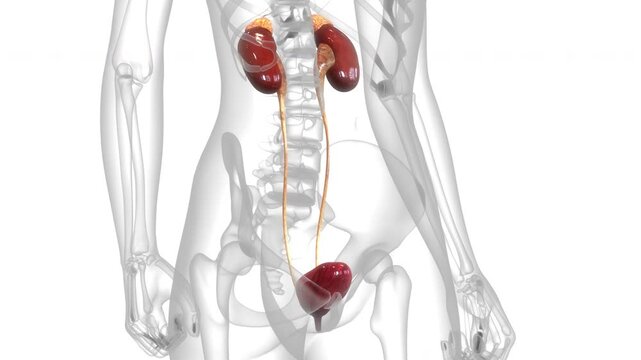 Human Urinary System Kidneys with Bladder Anatomy Animation Concept