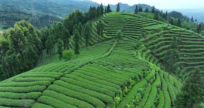 Aerial footage of tea farm landscape in China