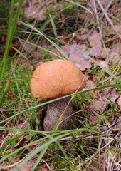 Orange-cap boletus grows in the grass (Leccinum) © ElenKa