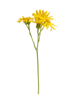 Yellow Wildflowers Stem on White Background