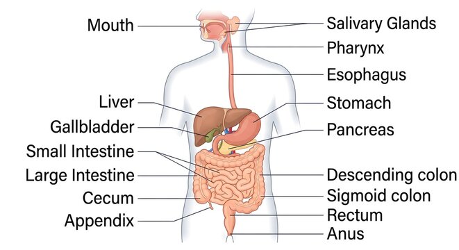 Human digestive system anatomy diagram with detailed medical labels showing internal organs and gastrointestinal tract