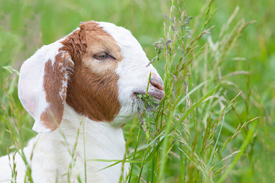 baby goat munching tall grass in farm meadow tiny and cute