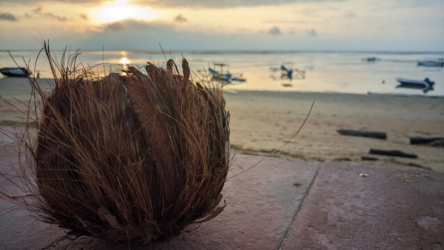 Close up view of a dry fibrous coconut shell resting on a stone surface during a golden sunset at a tropical beach with boats.