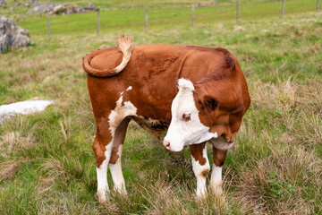 Cows in mountain field. Cow at alps farming. Cattle at mountain landscape pasture. Village alpine meadow. Cows farming grazing. Cows on alpine meadow. Graze pasture grass. Grazing on farm © be free