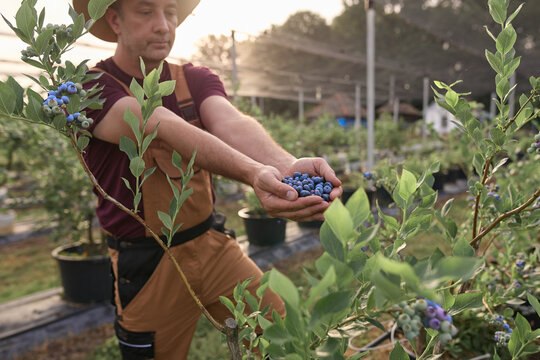 Farmer picking fresh blueberries on a farm.