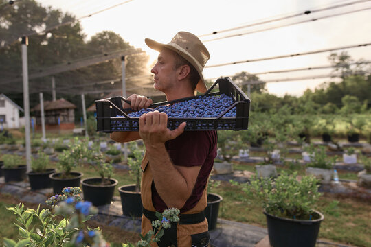 Farmer picking fresh blueberries on a farm.