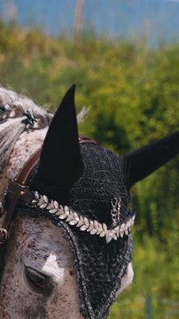 portrait de cheval gris en concours hippique