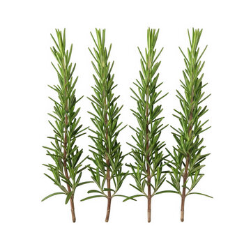 Fresh green rosemary sprigs bundle
