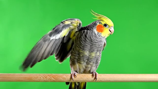 Cockatiel parrot perching on a wooden stick against a green screen