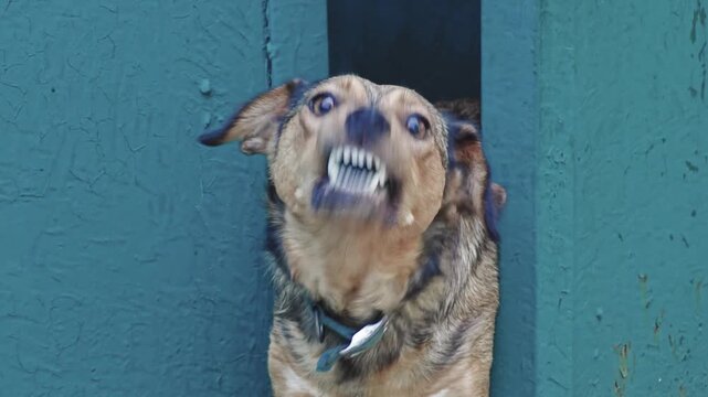 Angry dog barking while sitting in its kennel