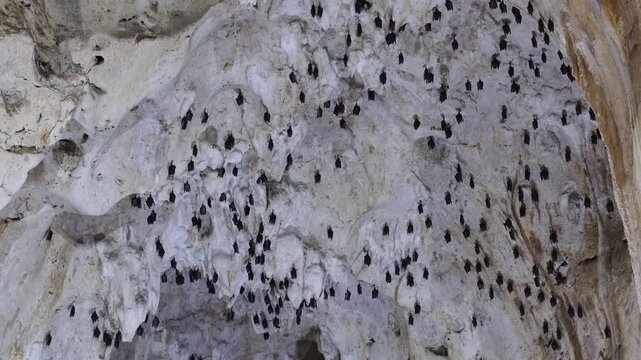 Sleeping Bats Hanging Inside Limestone Cave
