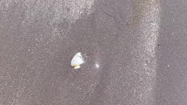 A close-up shot of a single small white seashell resting on wet, sparkling dark beach sand.