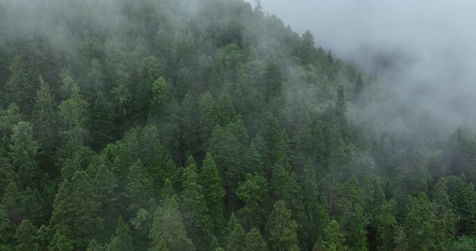 Aerial footage of beautiful dense alpine forest mountain landscape	